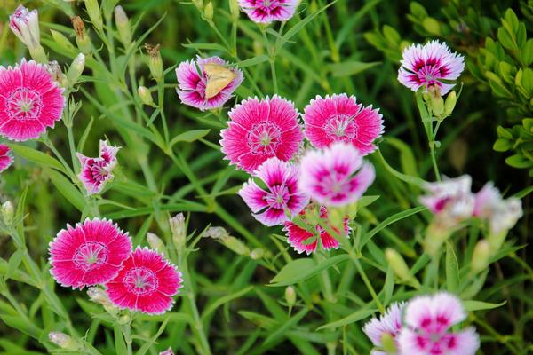 石竹花什么時候開 石竹花花期是幾月