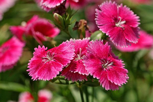 石竹花什么時候開 石竹花花期是幾月