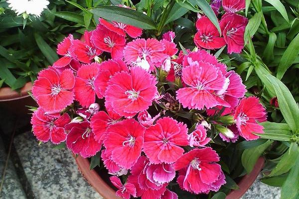 石竹花什么時候開 石竹花花期是幾月