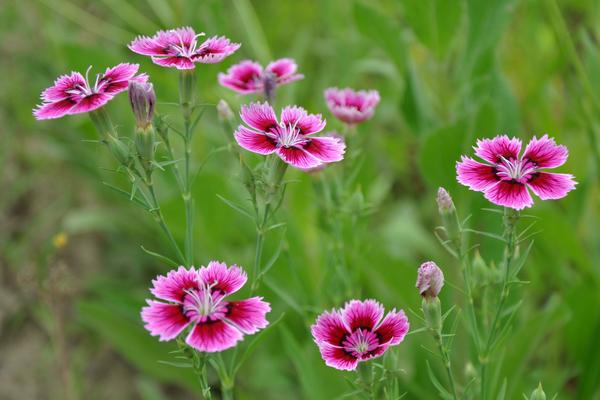 石竹花什么時候開 石竹花花期是幾月