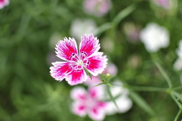 石竹花是康乃馨嗎 石竹和康乃馨的區別是什么