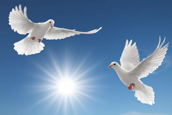 夢見鴿子是什么意思 女人夢到一群鴿子飛到自己手上有什么預(yù)兆