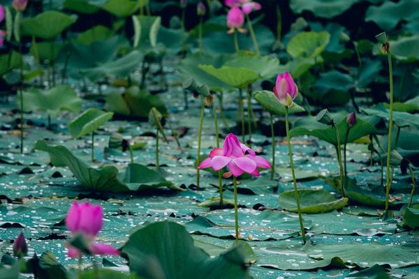 夢見蓮花是什么意思 女人夢到蓮花盛開有什么預兆