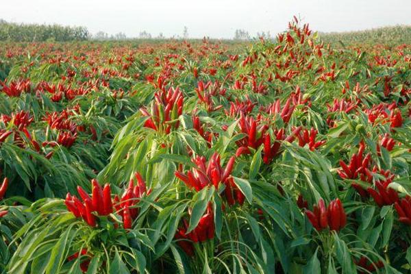 夢見辣椒是什么意思 夢到摘紅辣椒有什么預兆