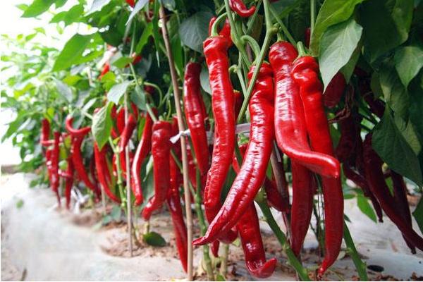 夢見辣椒是什么意思 夢到摘紅辣椒有什么預兆