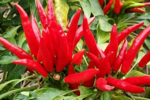 夢見辣椒是什么意思 夢到摘紅辣椒有什么預兆