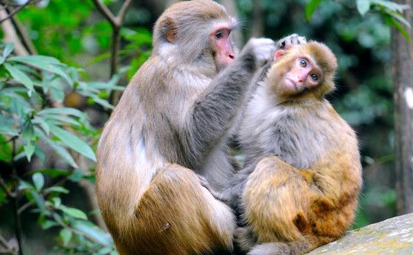 夢見猴子是什么意思 女人夢到猴子纏著自己玩有什么預(yù)兆