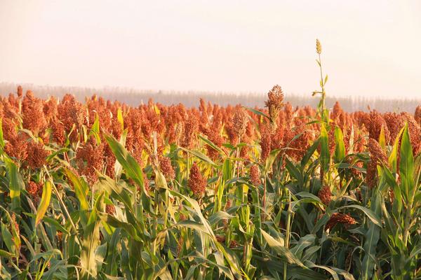 夢見高粱是什么意思 女人夢到高粱桿有什么預兆