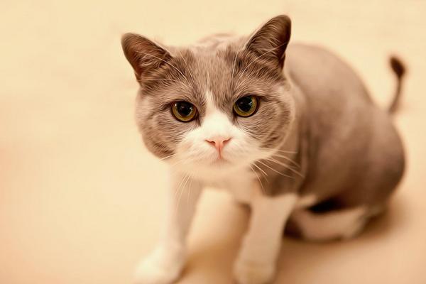 夢見貓是什么意思 女人夢到貓撲過來咬自己有什么預兆