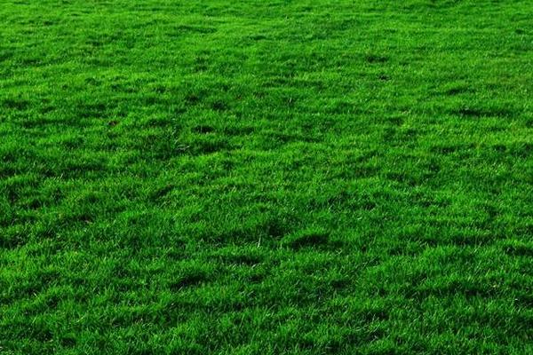 夢見綠色的草是什么意思 女人夢到拔草有什么預兆