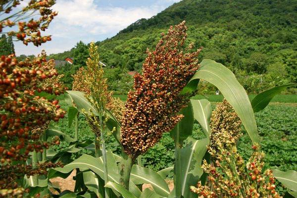 夢見高粱是什么意思 女人夢到高粱桿有什么預兆