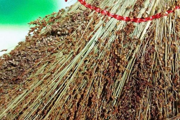 夢見高粱是什么意思 女人夢到高粱桿有什么預兆