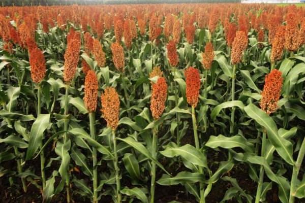 夢見高粱是什么意思 女人夢到高粱桿有什么預兆