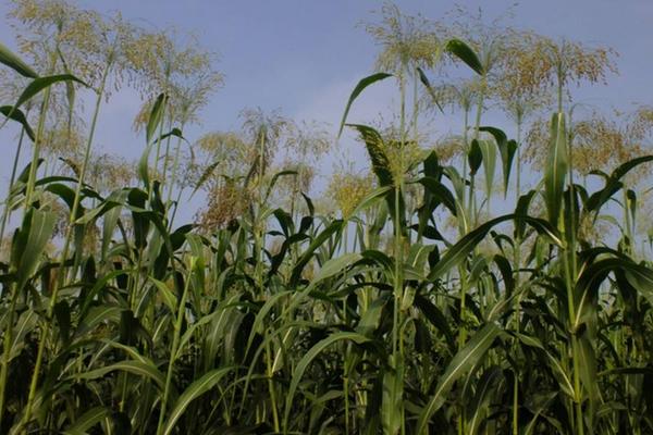 夢見高粱是什么意思 女人夢到高粱桿有什么預兆