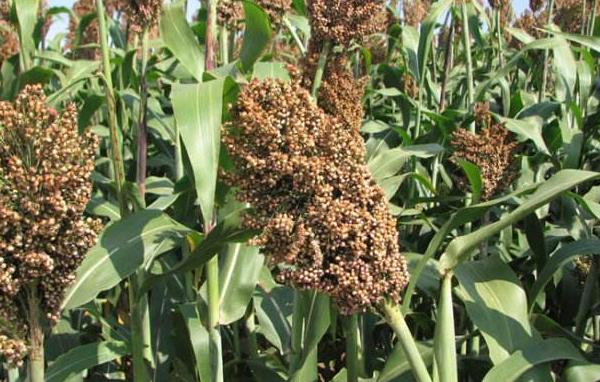 夢見高粱是什么意思 女人夢到高粱桿有什么預兆