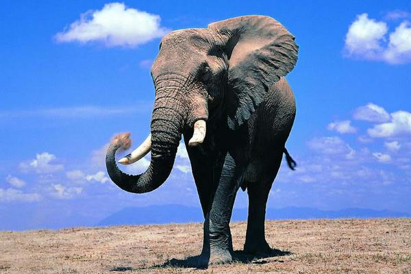 夢見大象是什么意思 女人夢到大象追自己有什么預兆