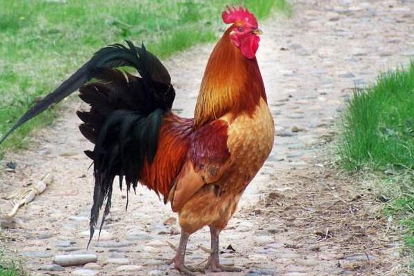 夢見公雞是什么意思 夢到公雞追著啄自己有什么預兆