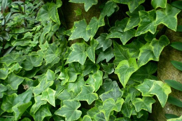 常春藤和爬山虎的區(qū)別是什么 常春藤簡介