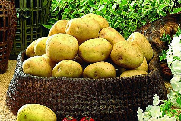 夢見馬鈴薯是什么意思 夢到滿地好多馬鈴薯有什么預兆