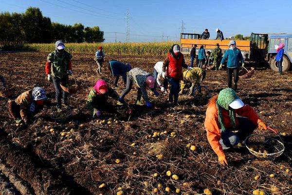 夢見馬鈴薯是什么意思 夢到滿地好多馬鈴薯有什么預兆