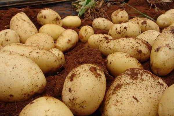 夢見馬鈴薯是什么意思 夢到滿地好多馬鈴薯有什么預兆