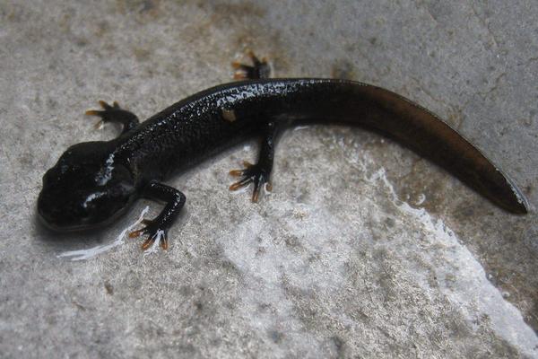 夢見娃娃魚是什么意思 女人夢到很大的娃娃魚有什么預兆