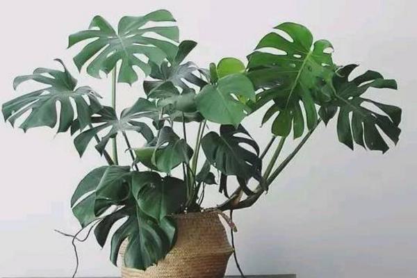 龜背竹怎么扦插繁殖 龜背竹怎么修剪枝葉