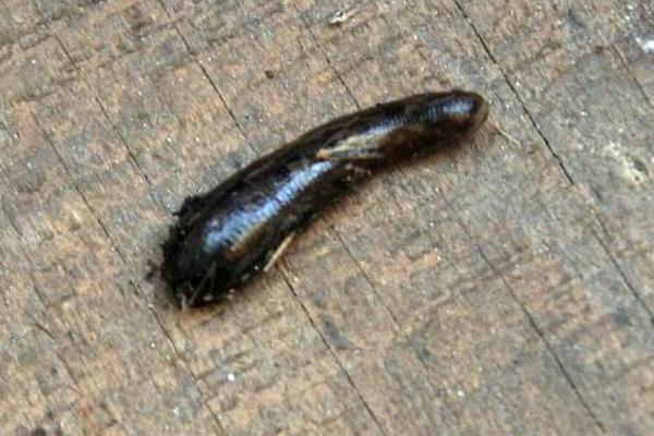 夢見螞蟥是什么意思 女人夢到身上很多螞蟥有什么預(yù)兆