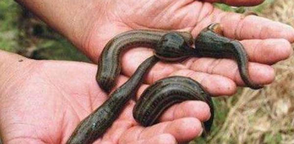 夢見螞蟥是什么意思 女人夢到身上很多螞蟥有什么預(yù)兆