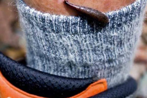 夢見螞蟥是什么意思 女人夢到身上很多螞蟥有什么預(yù)兆