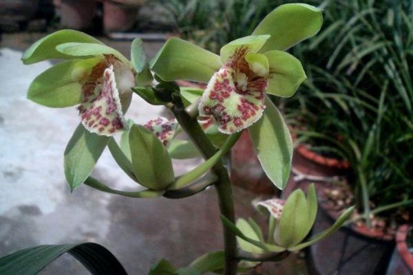 蕙蘭和春蘭的區(qū)別是什么 蕙蘭貴還是春蘭貴