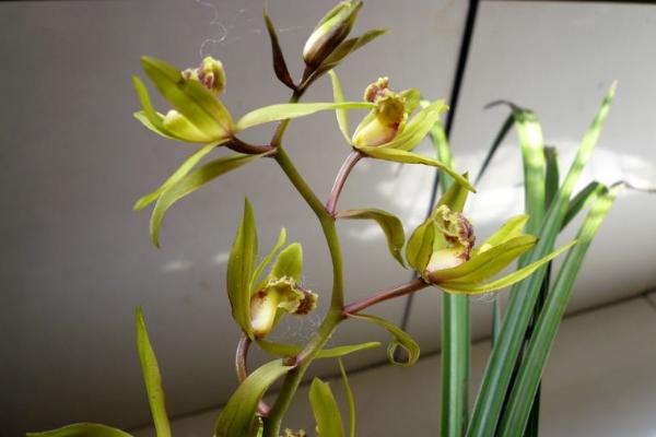 蕙蘭圖片大全 蕙蘭花語及寓意