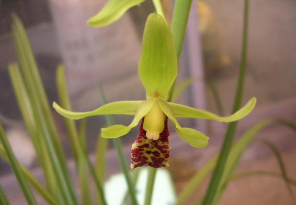 蕙蘭圖片大全 蕙蘭花語及寓意