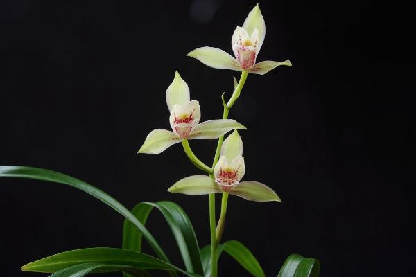 蕙蘭圖片大全 蕙蘭花語及寓意