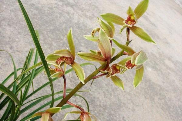 蕙蘭圖片大全 蕙蘭花語及寓意