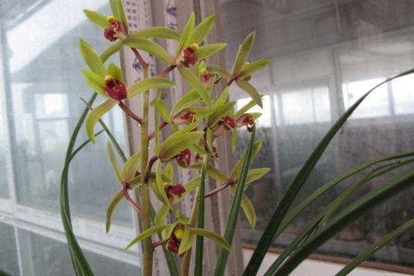 蕙蘭圖片大全 蕙蘭花語及寓意