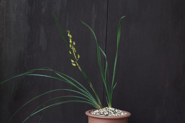 蕙蘭圖片大全 蕙蘭花語及寓意