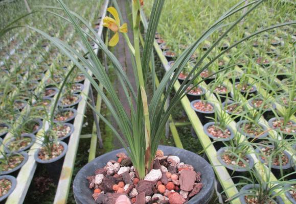 蕙蘭圖片大全 蕙蘭花語及寓意