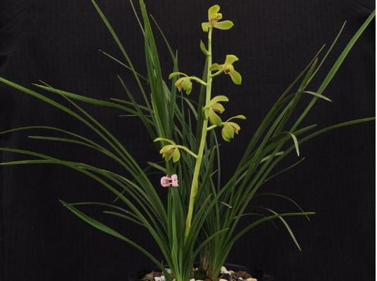 蕙蘭圖片大全 蕙蘭花語及寓意