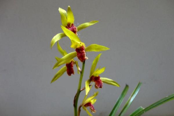 蕙蘭圖片大全 蕙蘭花語及寓意