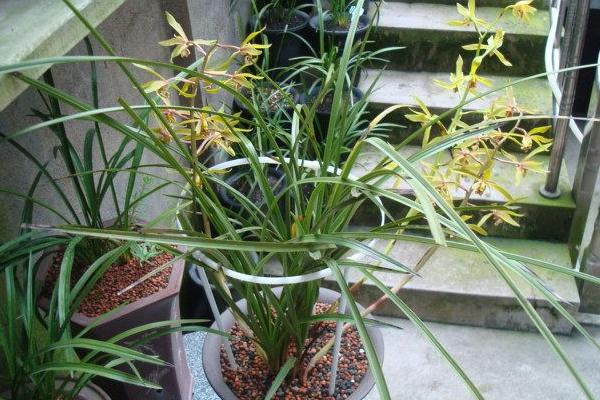 蕙蘭圖片大全 蕙蘭花語及寓意