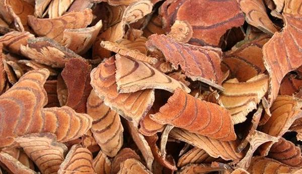  雞血藤功效與作用及禁忌 雞血藤藥用價值