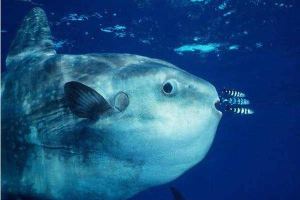 夢見水怪是什么意思 夢到水怪從水里出現(xiàn)攻擊自己有什么預(yù)兆