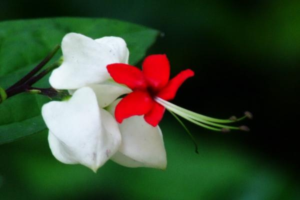 龍吐珠圖片大全 龍吐珠花語及寓意