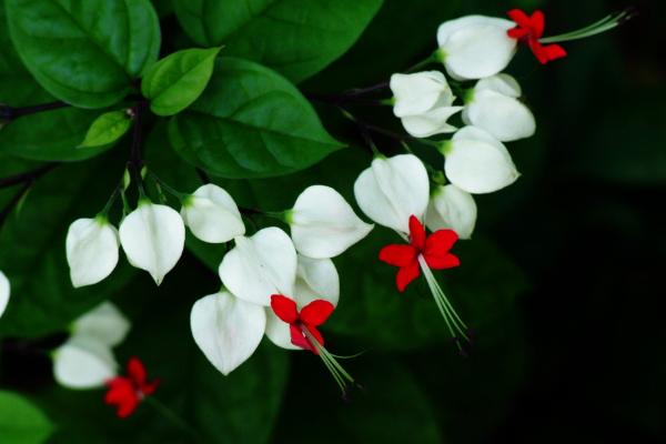 龍吐珠圖片大全 龍吐珠花語及寓意