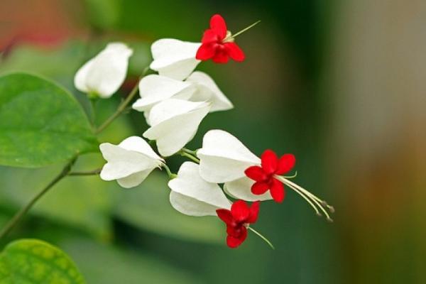 龍吐珠圖片大全 龍吐珠花語及寓意