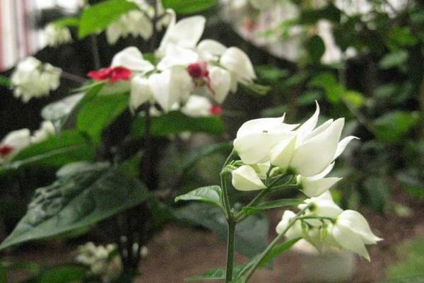 龍吐珠圖片大全 龍吐珠花語及寓意