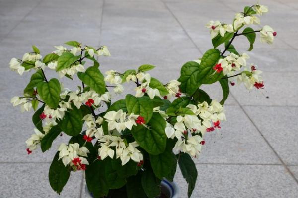 龍吐珠圖片大全 龍吐珠花語及寓意