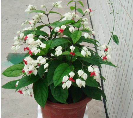 龍吐珠圖片大全 龍吐珠花語及寓意