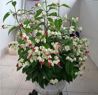 龍吐珠圖片大全 龍吐珠花語及寓意